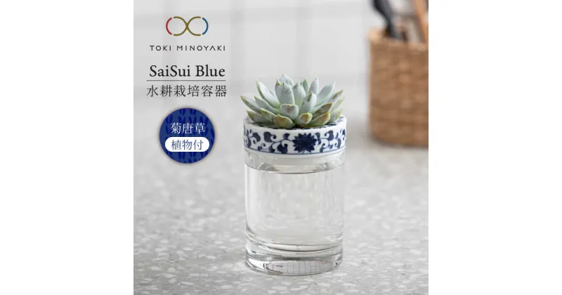 【ふるさと納税】【美濃焼】SaiSui Blue（菊唐草）植物付き【大東亜窯業】インテリア 雑貨 観葉植物 [MAG066]