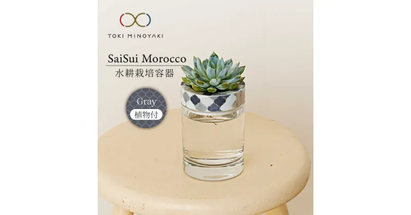 【ふるさと納税】【美濃焼】SaiSui Morocco（Gray）植物付き【大東亜窯業】インテリア 雑貨 観葉植物 [MAG070]