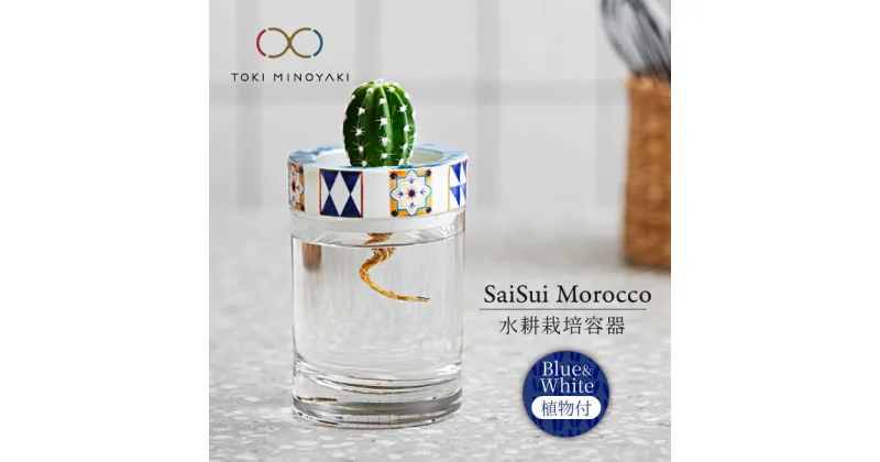 【ふるさと納税】【美濃焼】SaiSui Morocco（Blue＆White）植物付き【大東亜窯業】インテリア 雑貨 観葉植物 [MAG072]