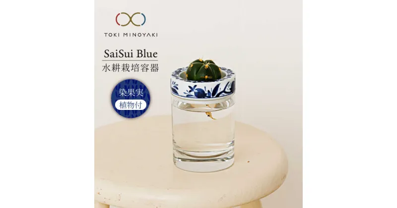 【ふるさと納税】【美濃焼】SaiSui Blue（染果実）植物付き【大東亜窯業】インテリア 雑貨 観葉植物 [MAG069]