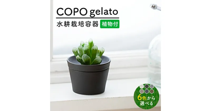 【ふるさと納税】【美濃焼】＜色が 選べる＞COPO（ジェラート）植物付き【大東亜窯業】インテリア 雑貨 観葉植物 [MAG073]