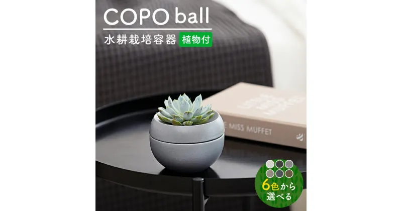 【ふるさと納税】【美濃焼】＜色が 選べる＞COPO（球）植物付き【大東亜窯業】インテリア 雑貨 観葉植物 [MAG075]