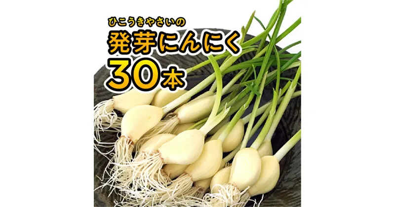 【ふるさと納税】根と芽も丸ごと食べられる！発芽にんにく【30本】岐阜産クリーンルーム水耕栽培