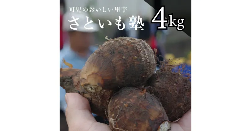 【ふるさと納税】 可児のおいしい 里芋 さといも塾 岐阜県 可児市 野菜 土垂れ もちっと 柔らか 煮物 煮っころがし 芋煮 食物繊維 ミネラル カリウム NPO法人 お取り寄せ 送料無料