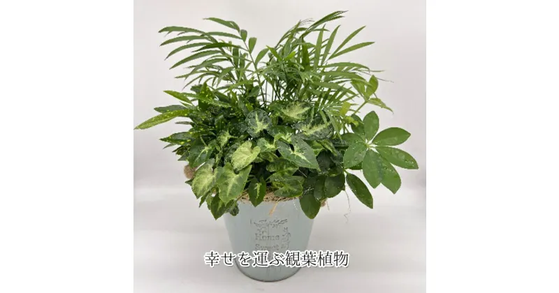 【ふるさと納税】幸せを運ぶ観葉植物のおまかせ寄せ植え（4～5品種）　 グリーンインテリア おしゃれ