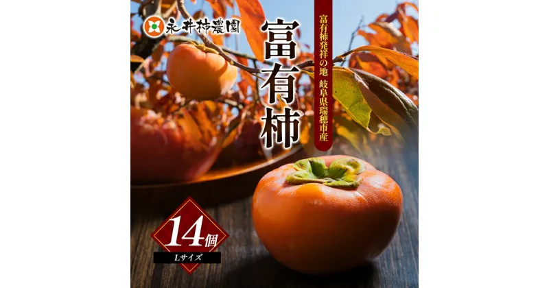 【ふるさと納税】富有柿 Lサイズ 14個入　柿 果物 フルーツ 秋の味覚 お取り寄せ ギフト 栄養 タンニン 岐阜県 瑞穂市　お届け：11月中旬から12月上旬にお届けします。