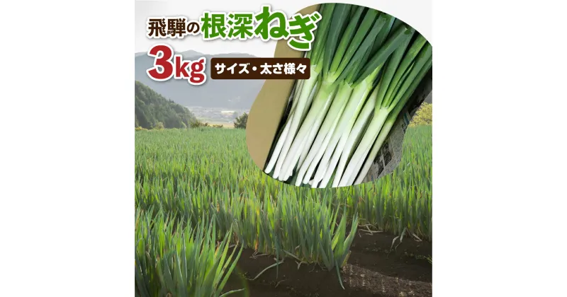 【ふるさと納税】《先行予約》《訳あり》飛騨の根深ねぎ 3kg 薬味からお鍋までおすすめ！サイズ・太さ様々 訳アリ わけあり ワケアリ 不揃い 野菜 産地直送 白ねぎ 白ネギ [B0141]