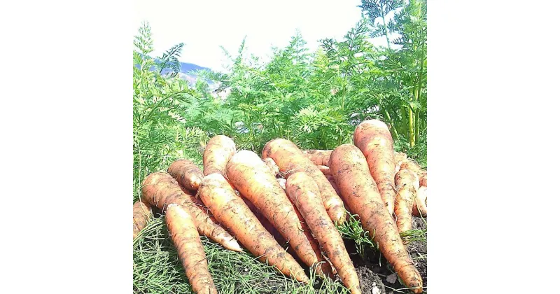 【ふるさと納税】訳あり 不揃い ひだかみ流葉 酵素ライフ 有機人参 高栄養価！ 8kg ゲルソン療法にもぜひご活用下さい！にんじん ニンジン 人参 訳アリ わけあり ワケアリ 家庭用 [Q2659] 10000円 1万円