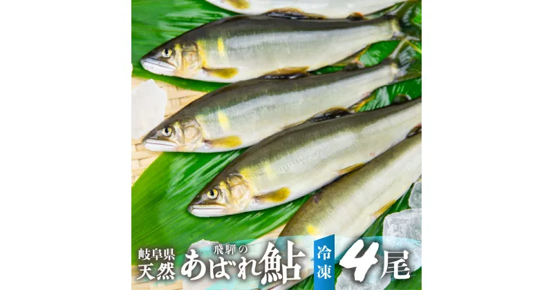 【ふるさと納税】2024年産 飛騨 天然鮎 中サイズ 4尾 天然 アユ 鮎 岐阜県　室田名人　宮川下流 飛騨のあばれ鮎 急速冷凍[Q1459_24]12000円