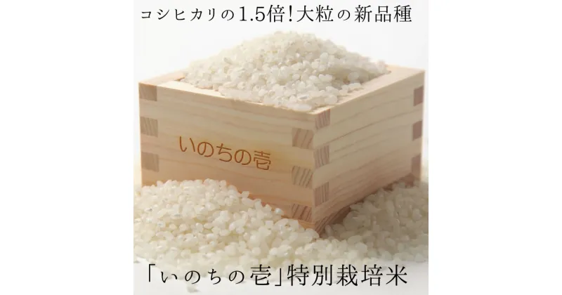 【ふるさと納税】 《先行予約》選べる 令和5年産 令和6年産 いのちの壱 5kg ( 龍の瞳 と同一品種 ) 特別栽培米 玄米対応可能 新米 米 白米 玄米 飛騨市 [Q639x]