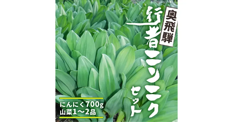 【ふるさと納税】《先行予約》奥飛騨産とれたて新鮮 生行者ニンニク 700g 行者ニンニク 行者にんにく 醤油漬け[Q655x]【4月下旬～5月上旬発送】12000円