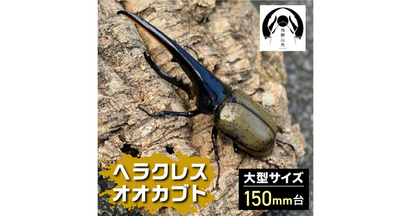 【ふるさと納税】昆虫の王様 ヘラクレスオオカブト 150mm台 カブトムシ 大型 オス ♂ [Q1252]