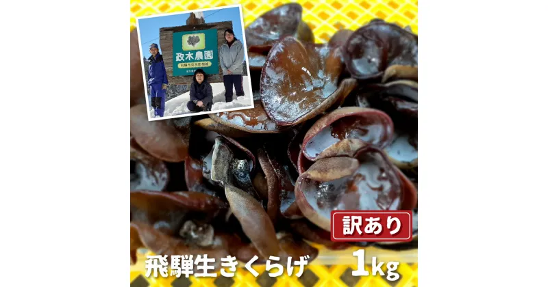 【ふるさと納税】生きくらげ 1kg　政木農園 キクラゲ 飛騨 簡易包装 訳アリ わけあり ワケアリ 家庭用 [Q1297wx] 10000円 1万円 《hida0307》