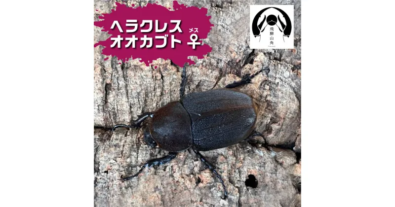 【ふるさと納税】昆虫の王様 ヘラクレスオオカブトのメス ♀ カブトムシ 大型 ブリード Manoa系[Q1883]