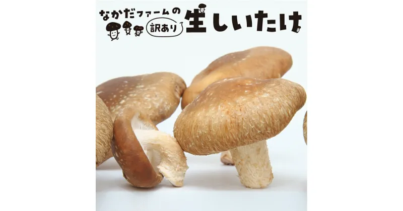 【ふるさと納税】【先行予約】《訳あり》なかだファーム 訳あり しいたけ 250g×6 計1.5kg 個包装 椎茸 シイタケ 訳アリ わけあり 不揃い キノコ きのこ 茸 料理 ご飯 国産 ［Q1377］10000円 《hida0307》