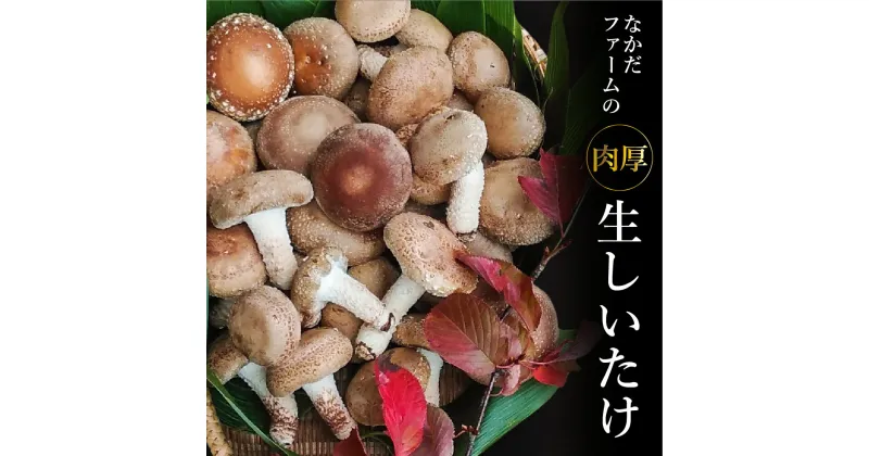 【ふるさと納税】なかだファーム 肉厚生 しいたけ 1.1kg 個包装 菌床 椎茸 シイタケ きのこ 茸 料理 調理 お取り寄せ グルメ 国産 詰め合わせ 小分け ［Q1380］10000円 《hida0307》