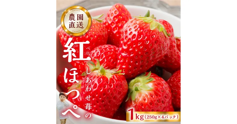 【ふるさと納税】 【12月発送～】期間限定 価格 自宅用 いちご 紅ほっぺ 1kg (250g × 4p) [しあわせ苺] 訳あり 訳アリ 農園直送 [mt192]｜フルーツ 果物 苺 イチゴ 子ども 小分け 簡易梱包 家庭用 産地直送 岐阜県 本巣市 2024年-2025年 先行予約 15000円