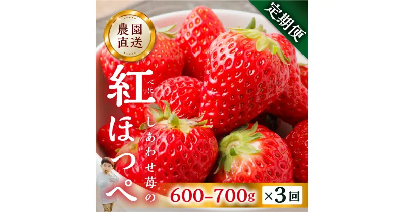 【ふるさと納税】【定期便3回】自宅用 いちご 紅ほっぺ 600-700g ×3回 [しあわせ苺] サイズ バラバラ 訳あり 訳アリ 農園直送 [mt196]｜フルーツ スイーツ 苺 イチゴ 人気 簡易梱包 家庭用 産地直送 いちご 激甘 岐阜県 本巣市 3万 2024年 – 2025年 先行予約