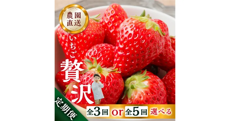 【ふるさと納税】【定期便3回 or 5回】選べる いちご贅沢 定期便 5回 紅ほっぺ 450g 1kg しあわせ苺 サイズ バラバラ 訳あり 訳アリ 含む 農園直送 [mt198] フルーツ 苺 イチゴ 人気 本巣市 果物 2024年-2025年 先行予約 62000円