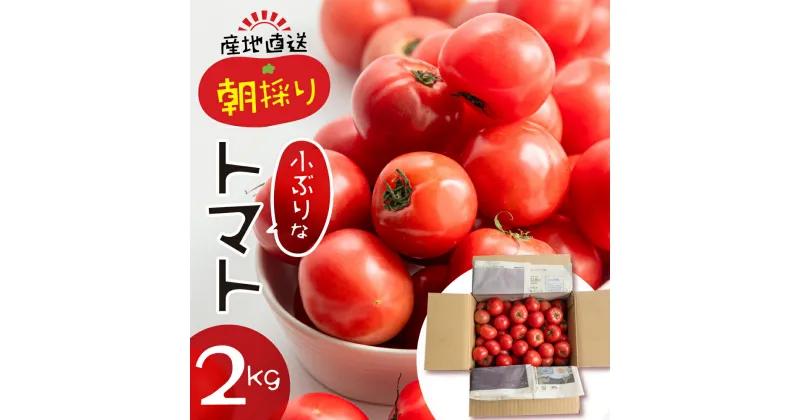 【ふるさと納税】【先行予約】大容量 トマト 2kg 選べる 令和7年産 先行予約 受付 大玉トマト の 小ぶり サイズ おまかせ 不揃い 訳あり 訳アリ 野菜 岐阜県産 本巣市 朝採り 産地直送 新鮮 期間 数量限定 常温 ポットファクトリー 美味しい おすすめ [mt482] 【24ch】