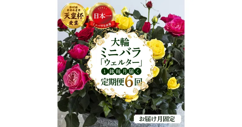 【ふるさと納税】【定期便】全6回 産地直送 大輪系 ミニバラ鉢植 ウェルター 1鉢 × 6回 [お届け月固定] 種類おまかせ 特別 四季咲き バラ 花 ガーデニング 生産量 日本一 天皇杯 ※沖縄 離島配送不可 薔薇 セントラルローズ [mt1550] 250000円