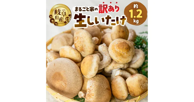 【ふるさと納税】訳あり 生しいたけ 約 1.2kg 大容量 サイズ 混合 不揃い おまかせ 簡易梱包 のため 訳あり 訳アリ BBQ 春 夏 秋 冬 野菜 栽培期間中 農薬不使用 岐阜県産 本巣市 国産 きのこ キノコ シイタケ 産地直送 新鮮 数量限定 冷蔵 まるごと家 [mt1622] 8000円