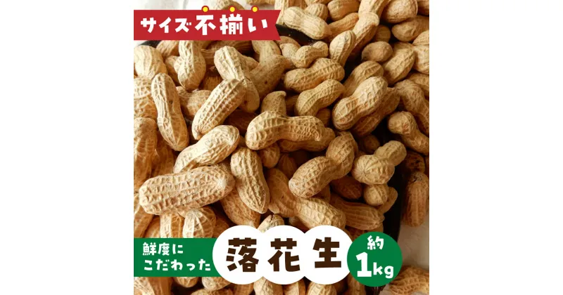 【ふるさと納税】《訳あり》 落花生 約1kg サイズ 不揃い のため 訳あり 訳アリ らっかせい 農園 産地直送 野菜 ビール の おつまみ ナッツ 簡易梱包 岐阜県産 本巣市 新鮮 やさい 数量限定 冷蔵 わくわくファーム 先行予約 2024年9月以降～発送 期間限定 [mt1602] 8000円