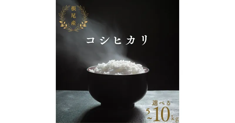 【ふるさと納税】【 令和6年産 】 根尾産 コシヒカリ 5kg 10kg 選べる 米 有機肥料 米 こめ ごはん 白米 こしひかり 岐阜県産 本巣市 お米 精米 おにぎり 弁当 寿司 プレミア 希少 高級 おいしい 数量限定 アグリフレンド 新米 [mt1683]