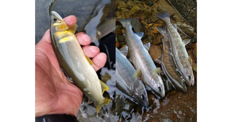 【ふるさと納税】郡上漁協 鮎雑魚共通年間遊漁証　～ふるさと郡上満喫体験～　2025シーズン用