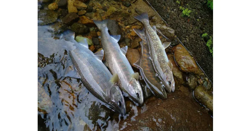 【ふるさと納税】郡上漁協 雑魚年間遊漁証　～ふるさと郡上満喫体験～　2025シーズン用