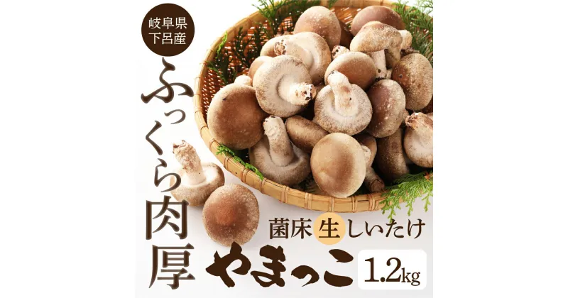 【ふるさと納税】 【11月より発送】菌床 生椎茸 詰め合わせ 1.2kg 生しいたけ 国産 産地直送 生シイタケ シイタケ 椎茸 しいたけ 10000円 岐阜県 下呂市 BBQ 肉厚 ブランド きのこ キノコ 茸 煮物 大容量 肉厚