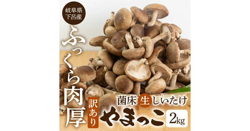 【ふるさと納税】 【11月より発送】訳あり 菌床 生椎茸 詰め合わせ 2kg 生しいたけ 国産 産地直送 生シイタケ シイタケ 椎茸 しいたけ 10000円 岐阜県 下呂市 訳アリ BBQ 肉厚 ブランド きのこ キノコ 茸 煮物 大容量 肉厚