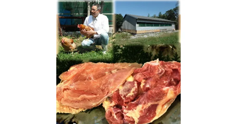 【ふるさと納税】神代の味 奥美濃古地鶏肉セット　 お肉 モモ 地鶏 むね肉 もも肉 鶏肉 冷凍 オレイン酸 まろやか 奥美濃古地鶏