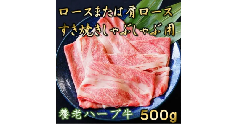 【ふるさと納税】養老ハーブ牛　ロースまたは肩ロース　すき焼き・しゃぶしゃぶ両用　500g【配送不可地域：離島】【1273632】