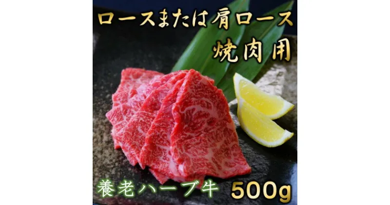 【ふるさと納税】養老ハーブ牛　ロースまたは肩ロース　焼肉用　500g【配送不可地域：離島】【1273633】