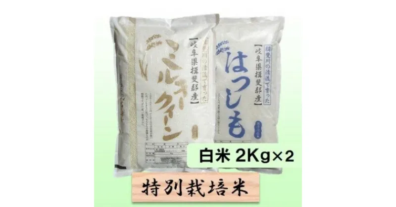 【ふるさと納税】特別栽培米★白米4kg 【ミルキークイーン・ハツシモ】　 お米 ブランド米 銘柄米 精米 ご飯 おにぎり モチモチ 低アミロース米 大粒 アッサリ 　お届け：2024年11月上旬～2025年10月下旬