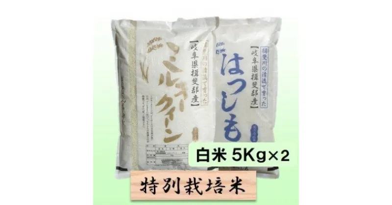 【ふるさと納税】特別栽培米★白米10kg 【ミルキークイーン・ハツシモ】各5Kg　 お米 ブランド米 銘柄米 ご飯 モチモチ 低アミロース米 大粒 アッサリ 　お届け：2024年11月上旬～2025年10月下旬