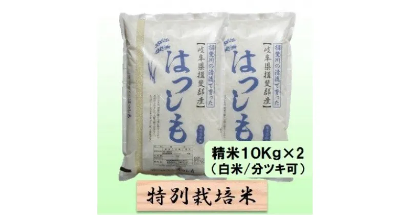 【ふるさと納税】特別栽培米★精米20kg（白米/5分/7分ツキ可）【ハツシモ】 玄米は別に出品　 お米 ブランド米 銘柄米 ご飯 アッサリ 大粒 幻のお米 　お届け：2024年11月上旬～2025年10月下旬