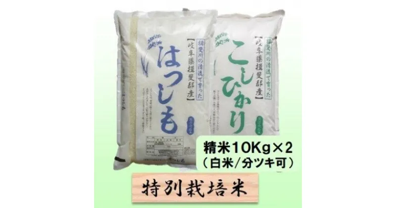 【ふるさと納税】特別栽培米★精米20kg（白米/5分/7分ツキ可）【ハツシモ・コシヒカリ】 玄米は別に出品　 お米 ブランド米 銘柄米 ご飯 お米の王様 バランス 大粒 アッサリ 　お届け：2024年11月上旬～2025年10月下旬