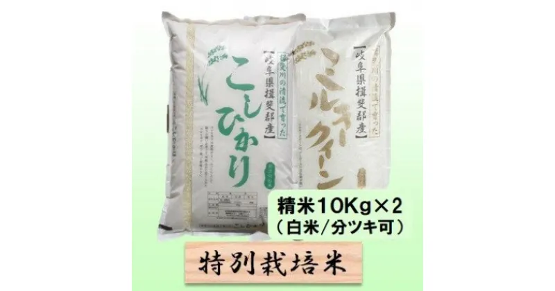 【ふるさと納税】特別栽培米★精米20kg（白米/5分/7分ツキ可）【コシヒカリ・ミルキークイーン】 玄米は別に出品　 お米 ブランド米 銘柄米 ご飯 お米の王様 モチモチ 冷めても美味しい 低アミロース米 　お届け：2024年10月上旬～2025年9月下旬