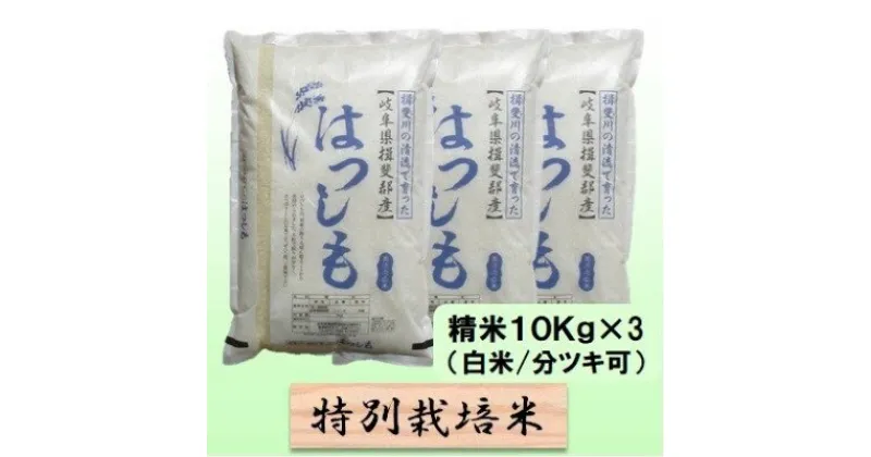 【ふるさと納税】特別栽培米★精米30kg（白米/5分/7分ツキ可）【ハツシモ】 玄米は別に出品　 お米 ブランド米 銘柄米 ご飯 アッサリ 大粒 アッサリ 幻のお米 　お届け：2024年11月上旬～2025年10月下旬