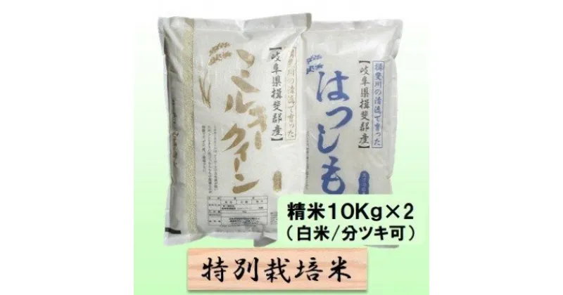 【ふるさと納税】特別栽培米★精米20kg（白米/5分/7分ツキ可）【ミルキークイーン・ハツシモ】 玄米は別に出品　 お米 ブランド米 銘柄米 ご飯 モチモチ 冷めても美味しい 低アミロース米 大粒 アッサリ 　お届け：2024年11月上旬～2025年10月下旬