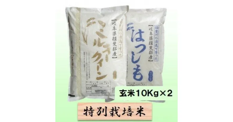 【ふるさと納税】特別栽培米★玄米20kg【ミルキークイーン・ハツシモ】各10Kg　 お米 ブランド米 銘柄米 ご飯 モチモチ 冷めても美味しい 低アミロース米 大粒 アッサリ 　お届け：2024年11月上旬～2025年10月下旬