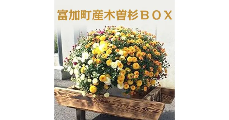 【ふるさと納税】富加町産木曽杉BOX（大）