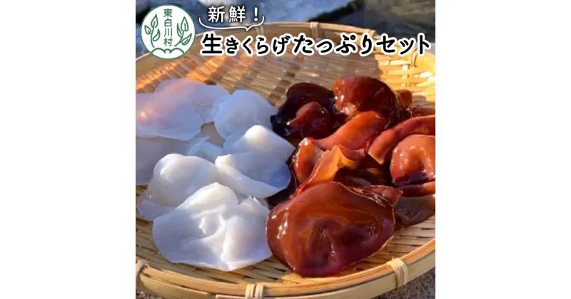 【ふるさと納税】採れたて新鮮！ 生きくらげたっぷりセット 国産 東白川村産 食物繊維 生きくらげ きくらげ 白きくらげ 白いきくらげ キクラゲ 木耳 佃煮 東白川村 岐阜 18000円