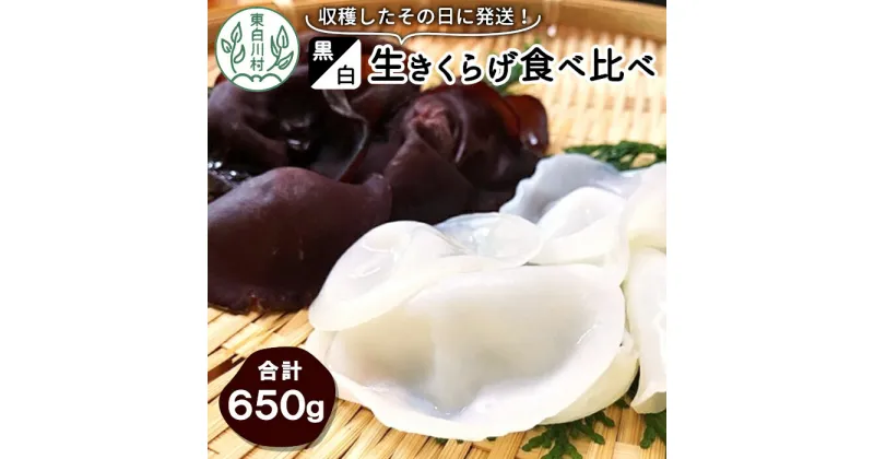 【ふるさと納税】収穫したその日に発送！黒・白 生きくらげ食べ比べセット 合計650g キクラゲ きのこ 純国産 きくらげ 生きくらげ 白きくらげ 木耳 岐阜県産 ビタミンD 食物繊維 つちのこの村 10000円