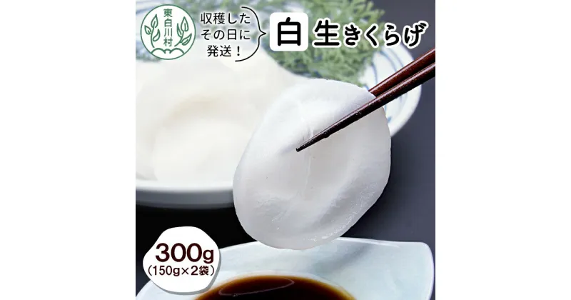 【ふるさと納税】希少！杜の宝石 東白川村産 白い生きくらげ 300g キクラゲ 純国産 きのこ 生きくらげ きくらげ 白きくらげ 木耳 生 希少 高級 ビタミンD 食物繊維 つちのこの村 10000円