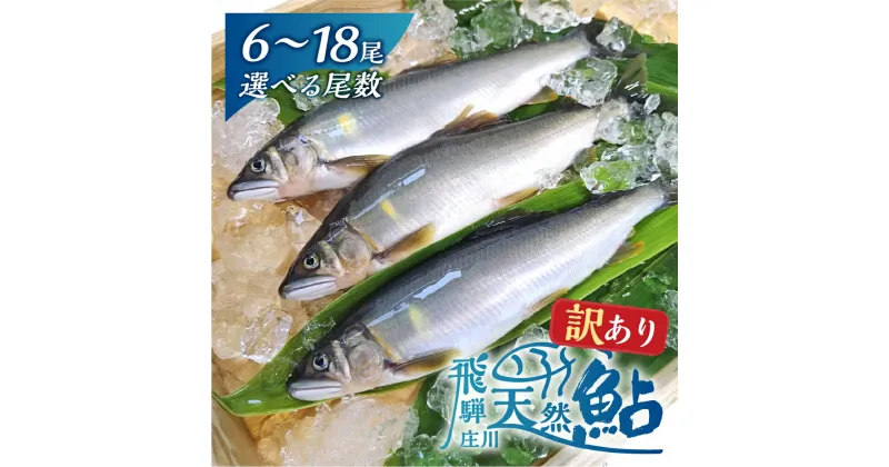 【ふるさと納税】尾数が選べる 白川村産 飛騨庄川の天然鮎 6尾 8尾 12尾 18尾 18cm以上 訳あり 訳アリ 鮎 天然 あゆ 魚 川魚 岐阜県 白川郷 世界遺産 塩焼き BBQ 10000円 15000円 20000円 30000円