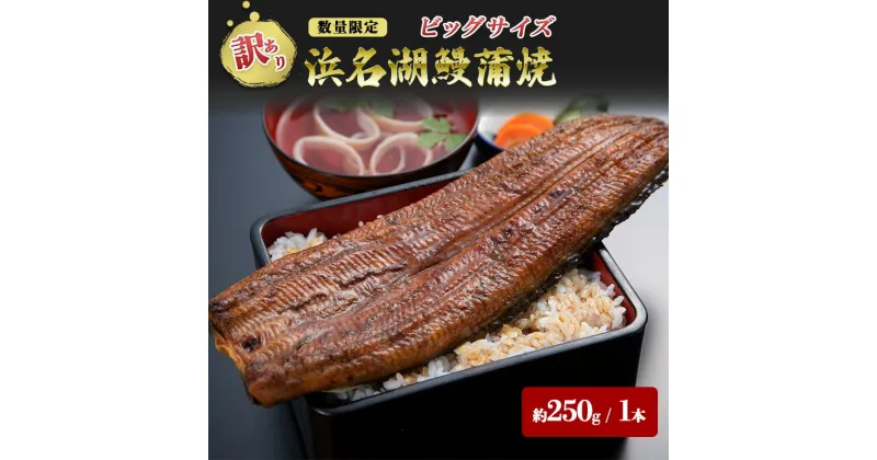 【ふるさと納税】【訳アリ・数量限定】浜名湖鰻蒲焼1本（約250g） ビッグサイズ　うなぎ ウナギ 鰻 蒲焼 蒲焼き 魚貝類 訳あり 静岡県 浜松市