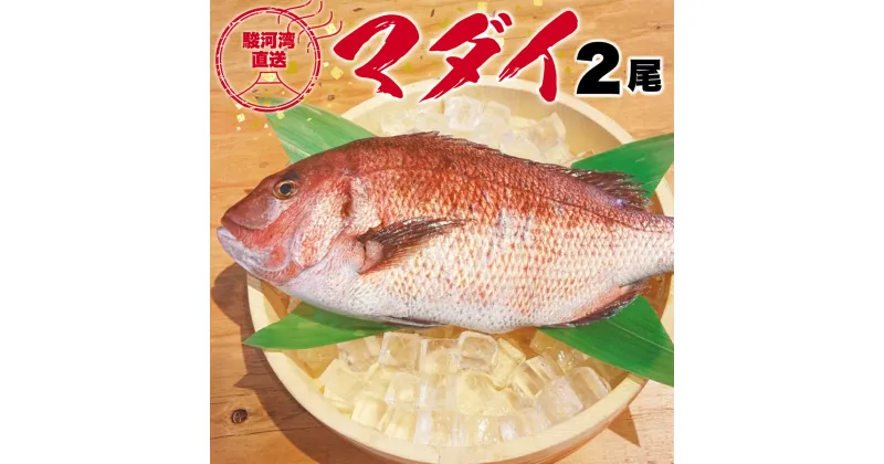 【ふるさと納税】 真鯛 タイ 2尾 約5-6人前 鮮魚 活き締め お食い初め 塩焼き 鯛しゃぶ 刺身 水揚げ後 直送